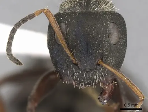 Camponotus brettesi - CASENT0280107