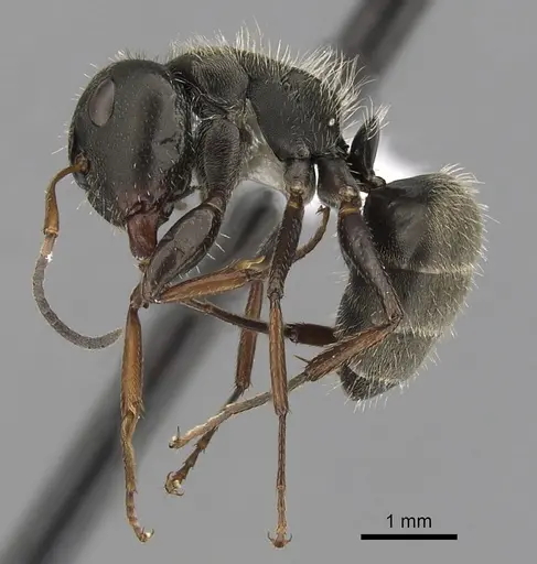Camponotus brettesi - CASENT0280107