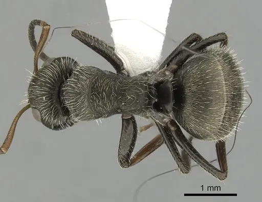 Camponotus brettesi - CASENT0280108