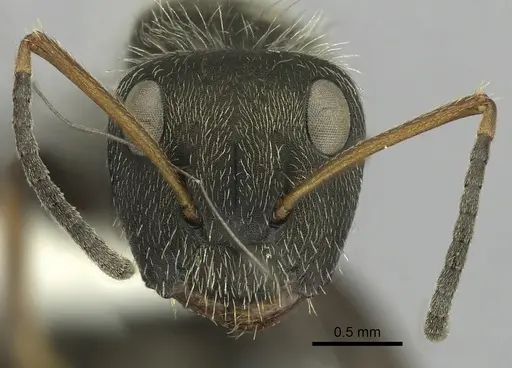 Camponotus brettesi - CASENT0280108