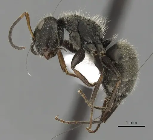 Camponotus brettesi - CASENT0280108