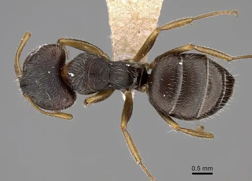 Camponotus brettesi - CASENT0280109