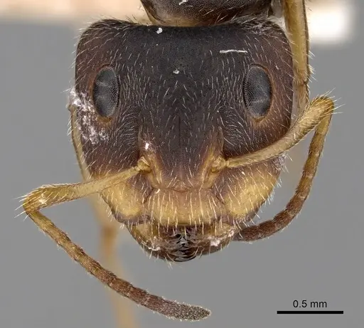 Camponotus brettesi - CASENT0280109