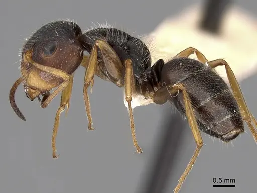 Camponotus brettesi - CASENT0280109