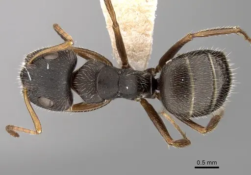 Camponotus brettesi - CASENT0280110