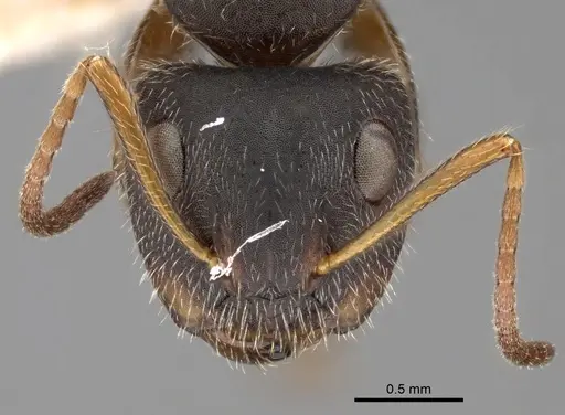 Camponotus brettesi - CASENT0280110