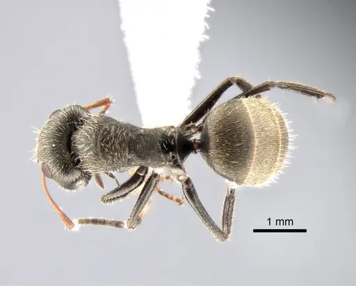 Camponotus brettesi - CASENT0882119
