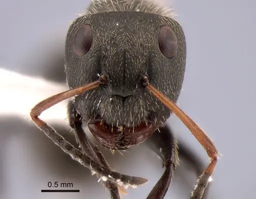 Camponotus brettesi - CASENT0882119