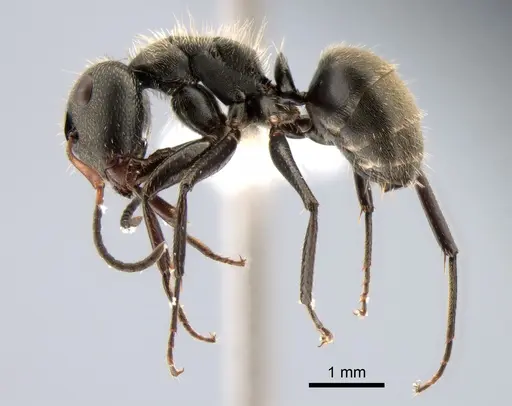 Camponotus brettesi - CASENT0882119