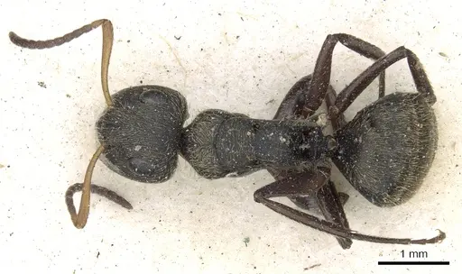 Camponotus brettesi - CASENT0903621