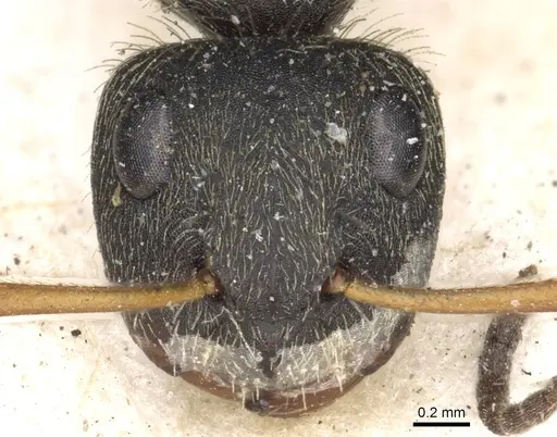 Camponotus brettesi - CASENT0903621