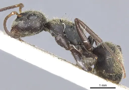 Camponotus brettesi - CASENT0903621