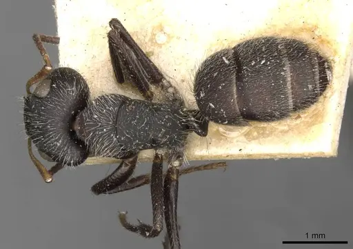 Camponotus brettesi - CASENT0910686