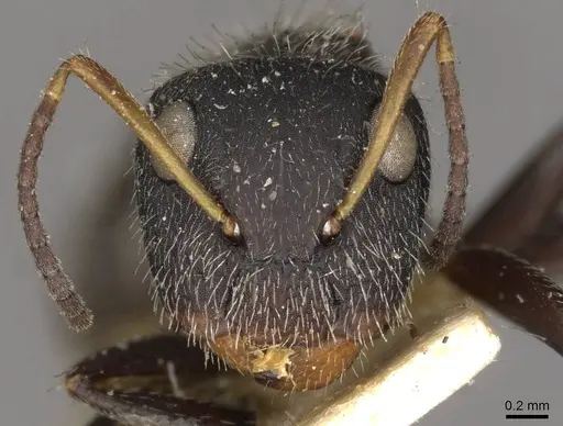 Camponotus brettesi - CASENT0910686