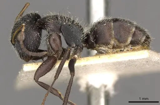 Camponotus brettesi - CASENT0910686