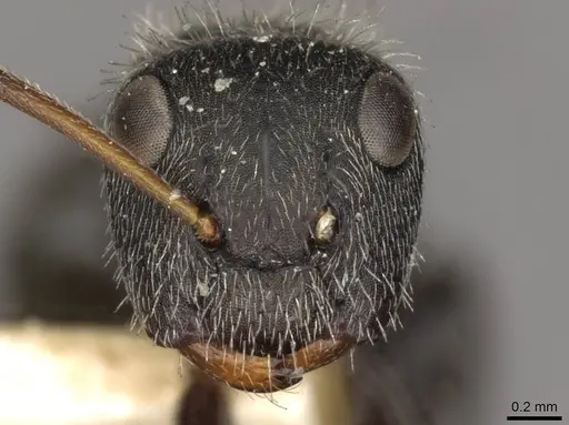 Camponotus brettesi - CASENT0910687