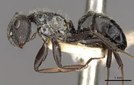 Camponotus brettesi - CASENT0910687