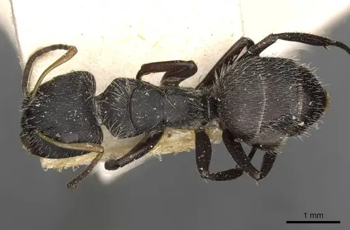 Camponotus brettesi - CASENT0910688