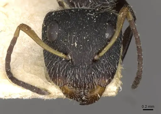 Camponotus brettesi - CASENT0910688