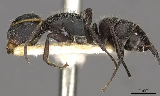 Camponotus brettesi - CASENT0910688