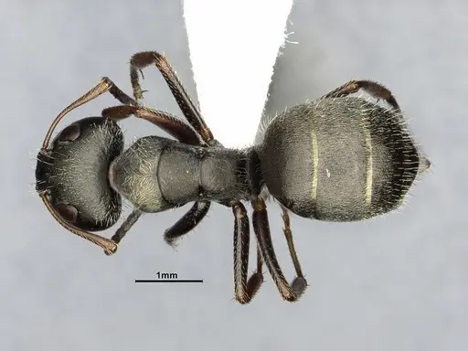 Camponotus brettesi - CASENT4032227