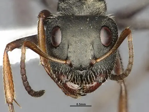 Camponotus brettesi - CASENT4032227
