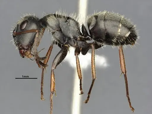 Camponotus brettesi - CASENT4032227