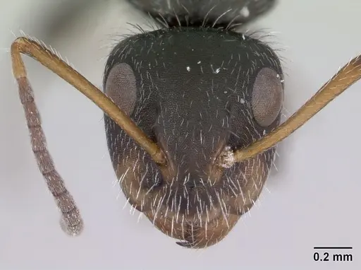 Camponotus brevis specimen