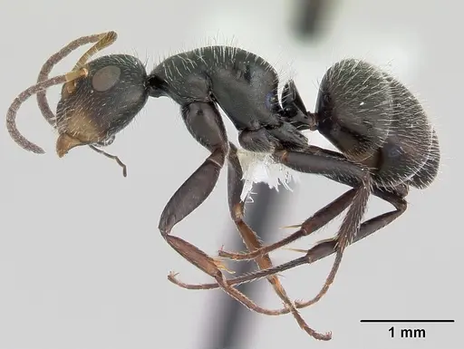 Camponotus brevis specimen