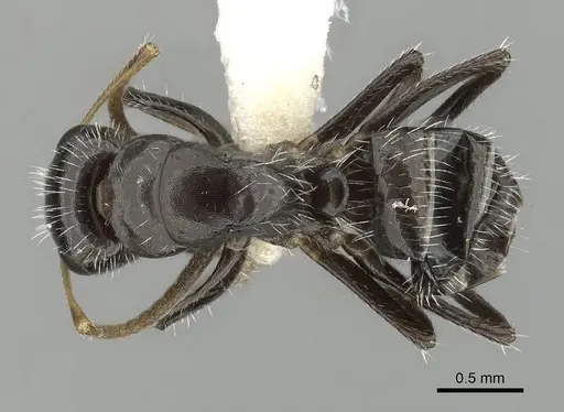 Camponotus brevis - CASENT0280105