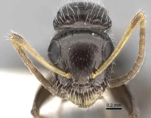 Camponotus brevis - CASENT0280105