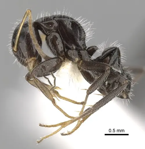 Camponotus brevis - CASENT0280105