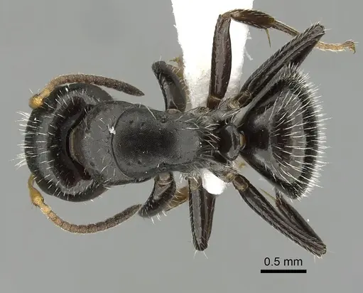 Camponotus brevis - CASENT0280106