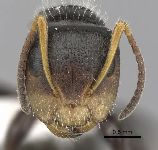 Camponotus brevis - CASENT0280106