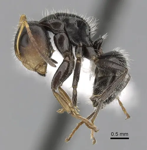 Camponotus brevis - CASENT0280106