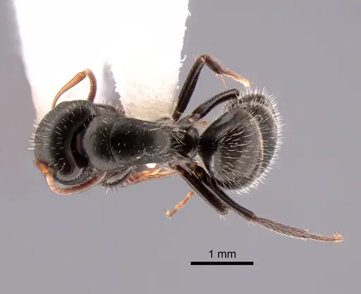 Camponotus brevis - CASENT0882120
