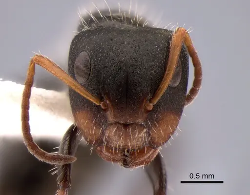 Camponotus brevis - CASENT0882120