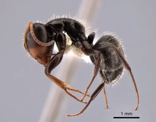 Camponotus brevis - CASENT0882120