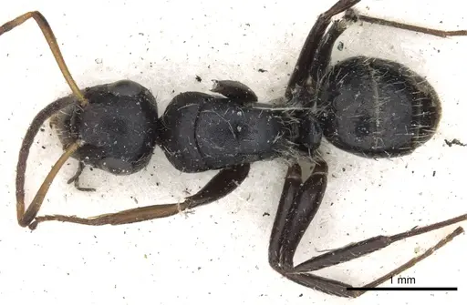 Camponotus brevis - CASENT0903623