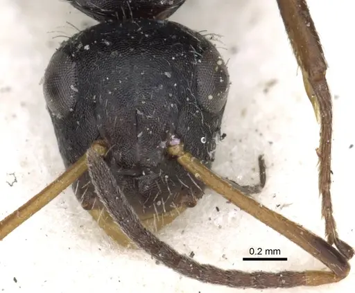 Camponotus brevis - CASENT0903623