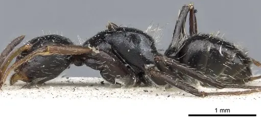 Camponotus brevis - CASENT0903623