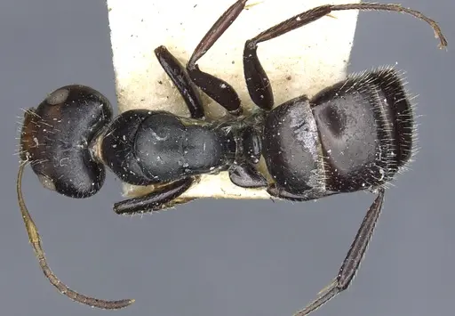 Camponotus brevis - CASENT0903624