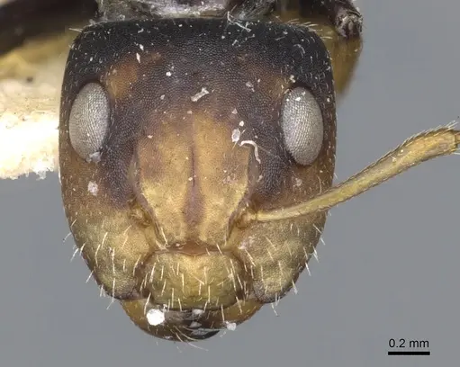 Camponotus brevis - CASENT0903624