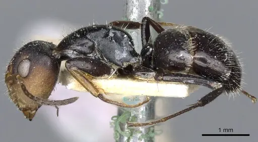 Camponotus brevis - CASENT0903624