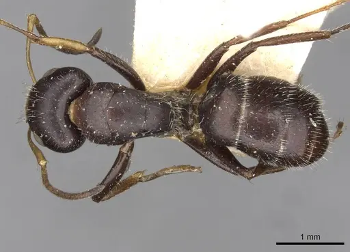 Camponotus brevis - CASENT0910689