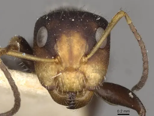 Camponotus brevis - CASENT0910689
