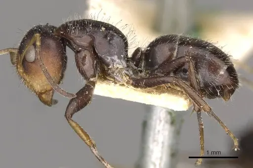 Camponotus brevis - CASENT0910689