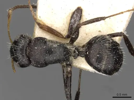 Camponotus brevis - CASENT0910690