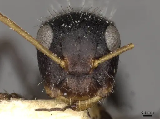 Camponotus brevis - CASENT0910690