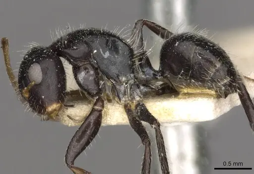 Camponotus brevis - CASENT0910690
